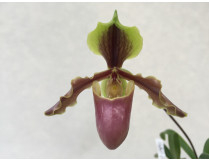 Paphiopedilum /  Frauenschuh, Venusschuh