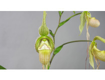 Phragmipedium / Fachkapselfrauenschuh