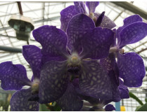 Vanda / Adelflange