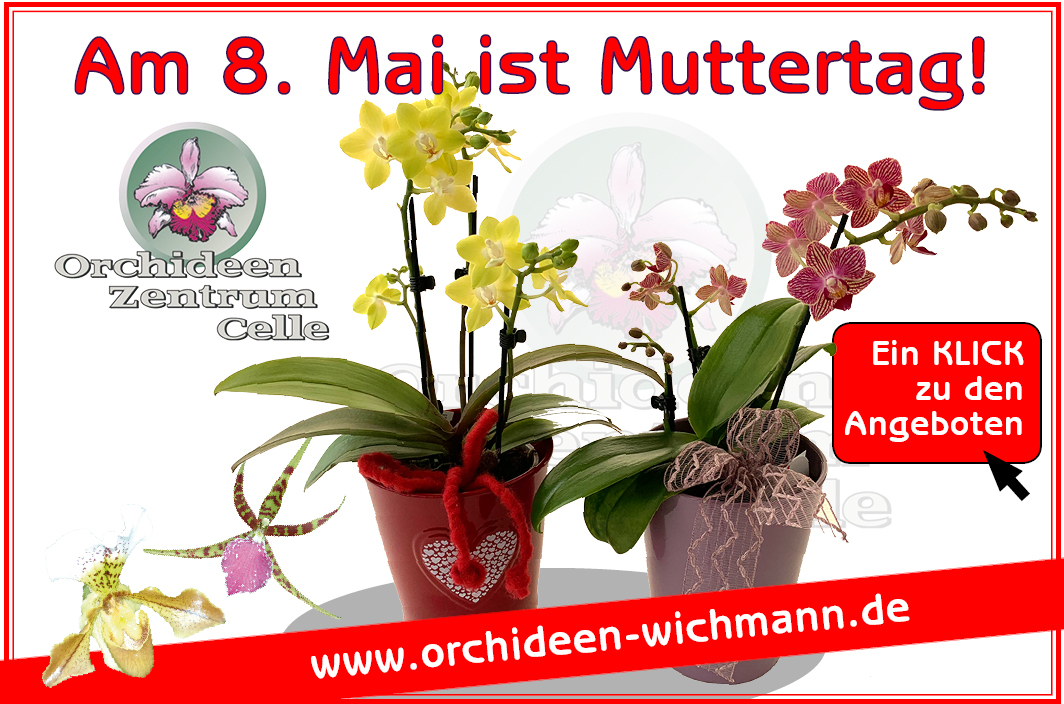 Welche Kriterien es bei dem Bestellen die Röllke orchideen shop zu analysieren gilt