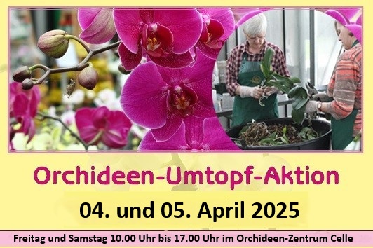 Orchideen-Umtopfaktion