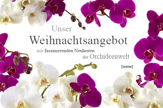 Weihnachtsangebot 2019