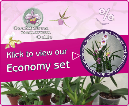 Orchids economy set