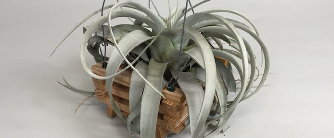 Bromeliads and Tillandsia BromelienTillandsien