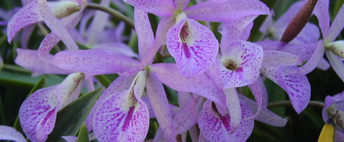 Cattleya Orchideen Orchids