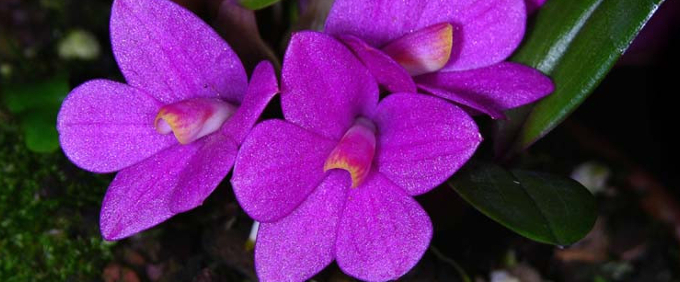 Dendrochillum Orchideen Orchid