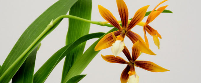 Encyclia Orchidee Orchid