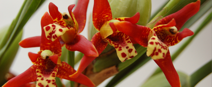 Maxillaria Orchidee