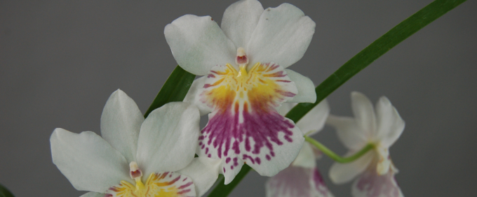 miltonia phalaenopsis