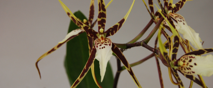 Miltassia Orchidee