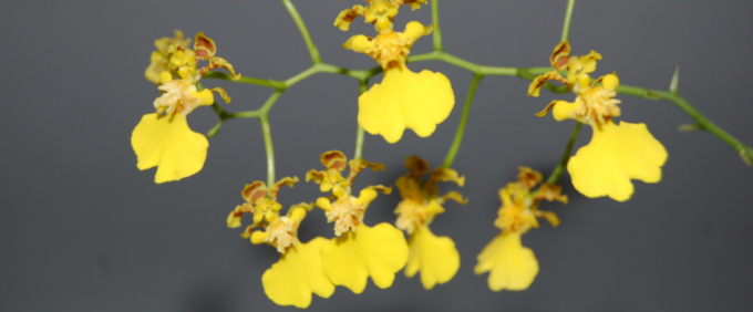 Oncidium Orchideen