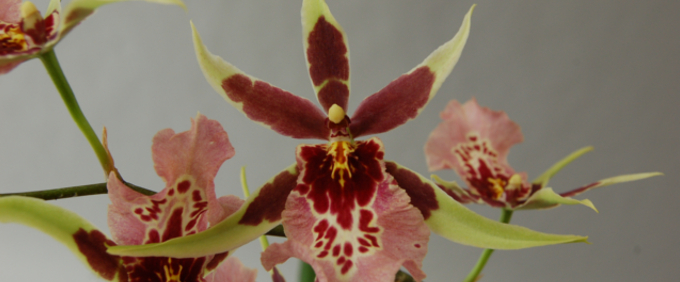 Aliceara Brassia Orchideen