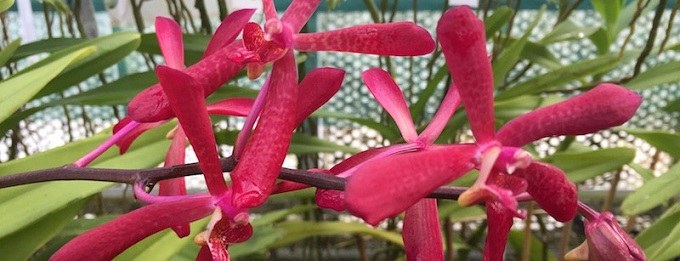 Aerides Aranthera Chaoraya Fire