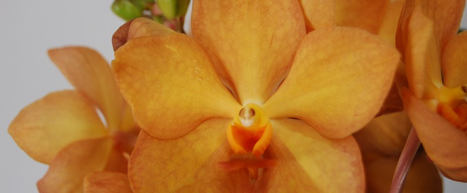 Orchideen in Blühte