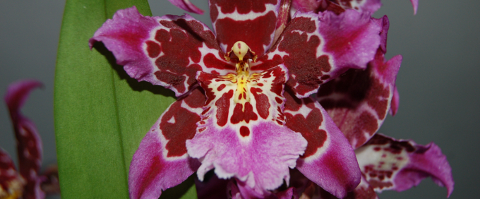 Beallara Orchid