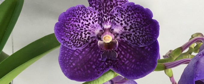 Blaue Orchideen online kaufen