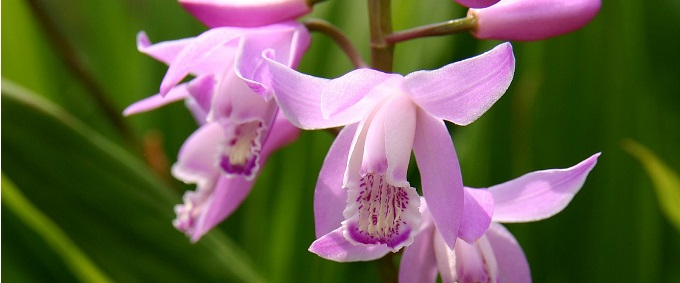 Gartenorchideen - Orchidee für garten