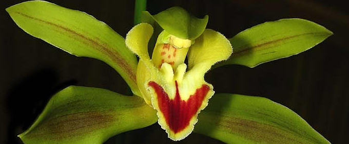 Cymbidium Orchid Orchideen