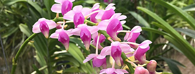 Duftende Orchideen