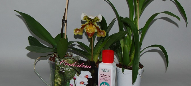 Einsteiger Sortiment Orchideen Starter set