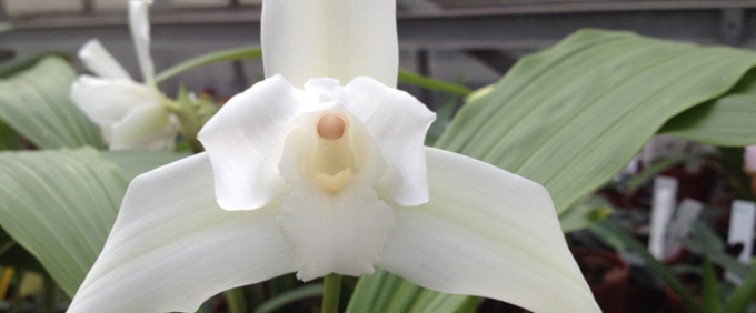 lycaste Orchideen Orchid