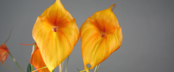 masdevallia Orchidee Orchid