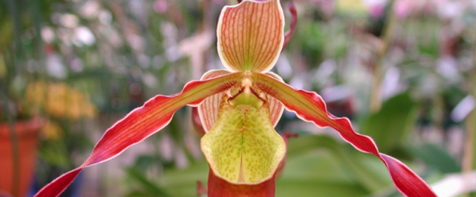 phragmipedium Orchid