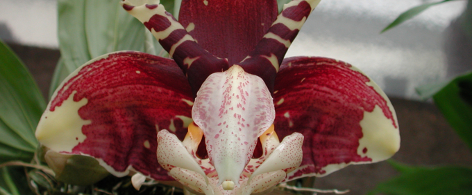 stanhopea Orchideen