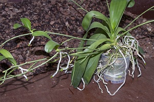Orchideen Kindel Ableger durch Blütenstiel versorgt