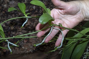 Orchideen Kindel Ableger richtige Größe