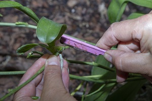 Kindel Orchideen Ableger von Mutterpflanze trennen