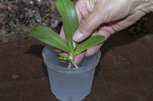 Orchideen Kindel richtige Topfgröße wählen