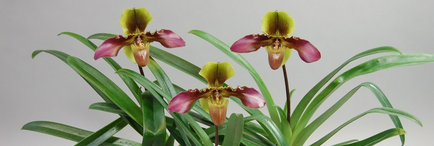 Orchideen Pflege Tipps vom Profis