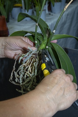 Orchideen umtopfen - bluetenstaende abschneiden