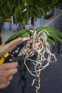 Orchideen umtopfen - faulige oder vertrocknete Wurzeln entfernen