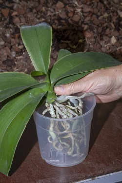 Orchideen umtopfen - richtige Topfgröße wählen