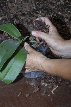 Orchideen richtig umtopfen - mit frischem Substrat auffüllen