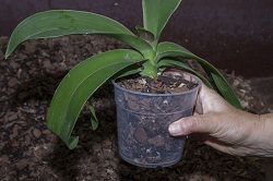 Orchideen umtopfen - richtige Standort und gießen