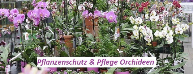 Orchideen Pflege Tipps