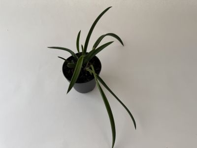 A houseplant with long, narrow, dark green leaves in a black pot. The slightly curved leaves grow upwards and out to the sides. The pot sits against a light grey background for a simple look.