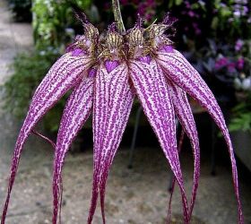 Gros plan sur une fleur exotique aux longs pétales striés de violet qui partent d'un capitule central. La fleur a un aspect étoilé.