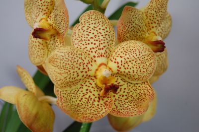 Close-up of an Ascocenda Honey Drops orchid. Yellow petals with small red dots. The centre of the flower is yellow and red.