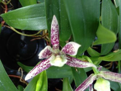 Gros plan sur une orchidée Encyclia garciana en fleur, aux pétales blancs délicats, ornés de mouchetures et de rayures rouge pourpre. La lèvre est d'un blanc-jaune clair. En arrière-plan flou, des feuilles d'un vert luxuriant.