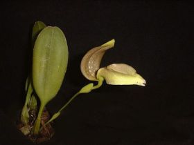 Gros plan sur une orchidée Bulbophyllum grandiflorum. Elle montre une seule feuille verte et une fleur inhabituelle jaune-brun avec des détails tachetés sur un fond noir.