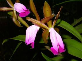 Gros plan sur deux fleurs de Cattleya dormaniana avec de longues feuilles vertes en arrière-plan. Les pétales sont roses et fuchsia, rehaussés de touches brunes.