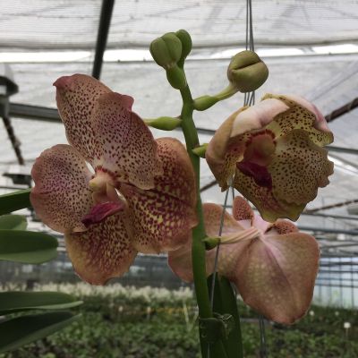 Gros plan sur une orchidée Vanda Copper Spotty avec des fleurs cuivrées et des points rougeâtres. L'inflorescence présente également des boutons fermés.