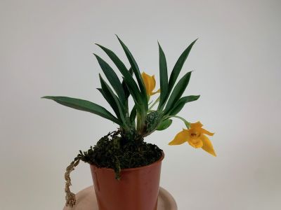Eine kleine Topfpflanze mit langen, schmalen, dunkelgrünen Blättern. Sie hat zwei offene, leuchtend gelbe Blüten und weitere grüne Knospen. Moos bedeckt die Erde.