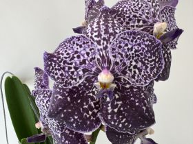 Gros plan sur une orchidée aux pétales tachetés de violet et de blanc. L'inflorescence comporte plusieurs fleurs. Des feuilles vertes sont visibles à l'arrière-plan.
