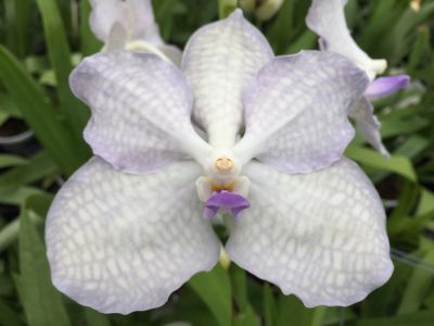 Gros plan sur une fleur claire de Vanda Lavender Myst. Les pétales ont un motif délicat de couleur lavande.