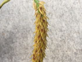Gros plan sur un épi de fleurs brun jaunâtre aux pétales fins et pointus. L'épi pend légèrement et a un fond gris flou.